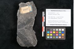 Foto (Objekt + Etikett) von Equisetum arenaceum Jaeg. (NHMW-GEO-2024-0188-10617)